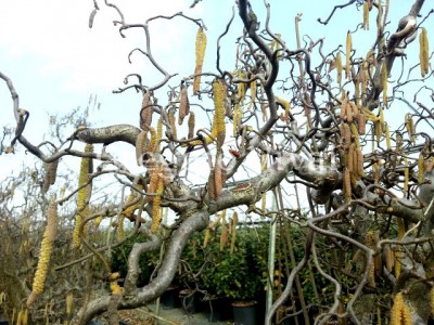 corylus_avellana.jpg