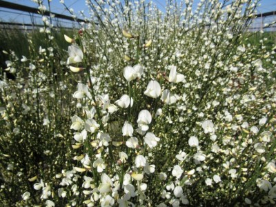 cytisus-albus-fiore-bianco-produzione-piante-clt-3.jpg