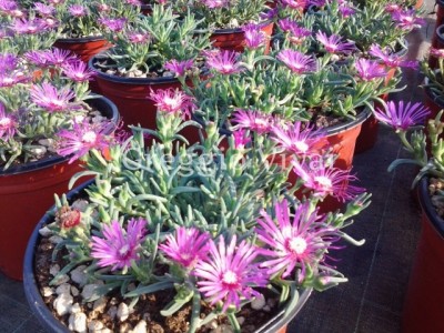 delosperma_cooperi.jpg