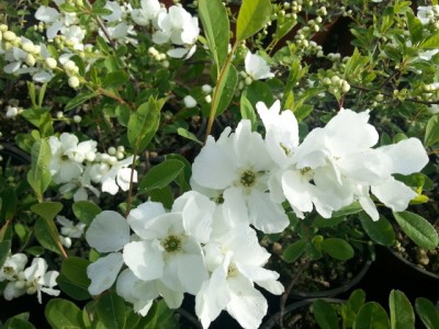 exochorda_the_bride_small.jpg