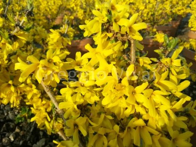 forsythia_mikador.jpg