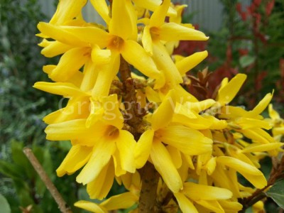 forsythia_nimbus.jpg