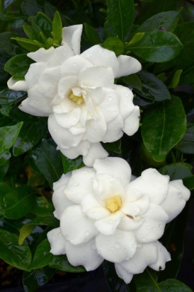 gardenia-first-editions-double-mint.jpg