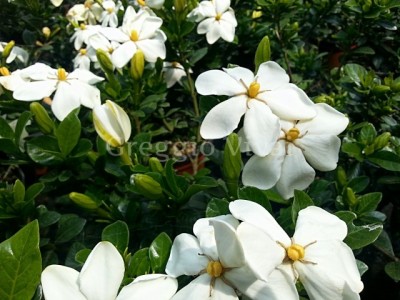 gardenia_kleim_s_hardy.jpg