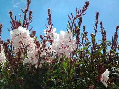 gaura.jpg