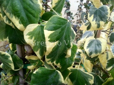 hedera_glorie_de_marengo2.jpg