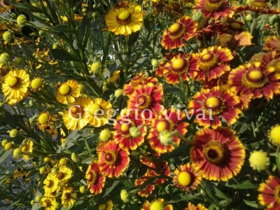 helenium_autumnale.jpg