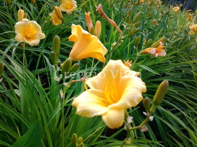 hemerocallis_stella_de_or.jpg