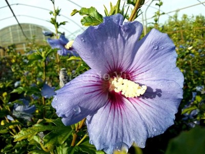 hibiscus_syriacus_oiseau_blue.jpg