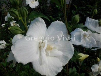 hibiscus_syriacus_white_chiffon.jpg