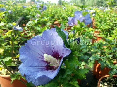 hibiscus_ultramarine.jpg