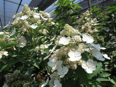 hydrangea-prim-white-small.jpg