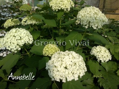 hydrangea_arborescens_annabelle.jpg