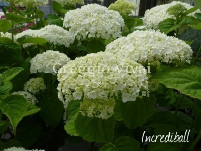 hydrangea_arborescens_incrediball.jpg