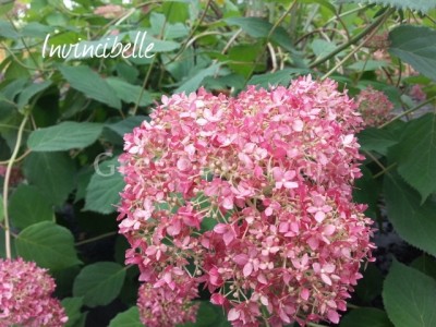 hydrangea_arborescens_invincibelle.jpg