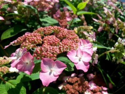 hydrangea_avelroz.jpg