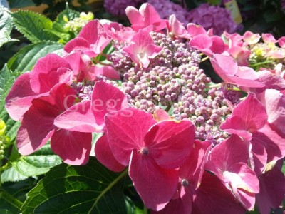 hydrangea_dolce_fragola.jpg