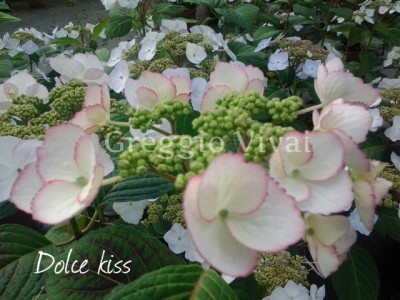 hydrangea_dolce_kiss.jpg