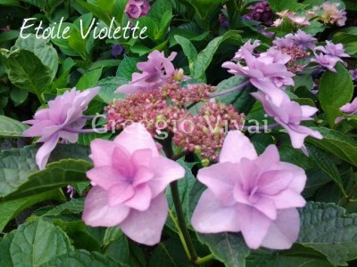 hydrangea_etoile_violette.jpg