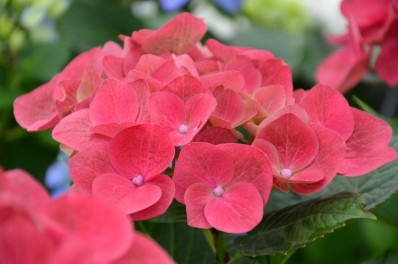 hydrangea_grunes_gewolbe.jpg