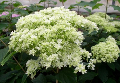 hydrangea_hayes_starbust.jpg