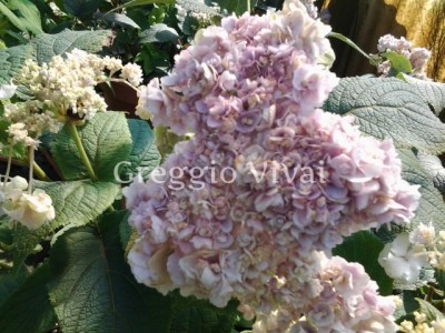 hydrangea_involucrata_hortensis.jpg