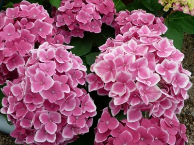 hydrangea_lady_mariko.jpg