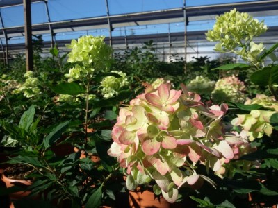 hydrangea_little_lime_settembre.jpg