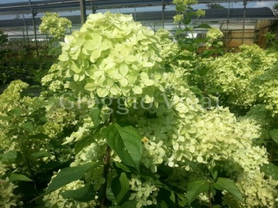 hydrangea_littlelime.jpg