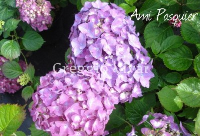 hydrangea_macrophylla_ami_pasquier.jpg