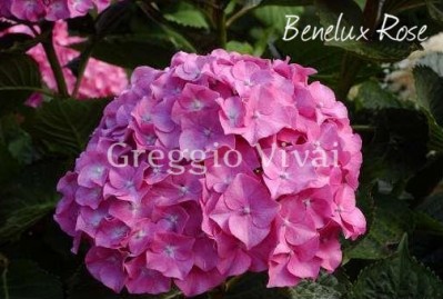 hydrangea_macrophylla_benelux_rose.jpg