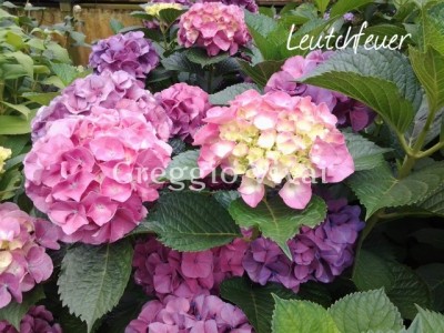 hydrangea_macrophylla_leutchfeuer.jpg