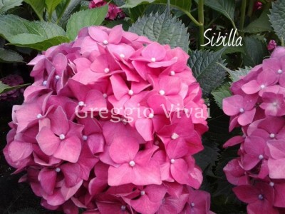 hydrangea_macrophylla_sibilla.jpg