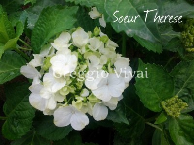 hydrangea_macrophylla_soeur_therese.jpg