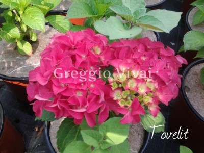 hydrangea_macrophylla_tovelit.jpg