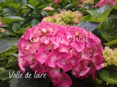 hydrangea_macrophylla_valle_de_loire.jpg