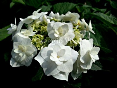 hydrangea_macrophylla_wedding_gown1.jpg