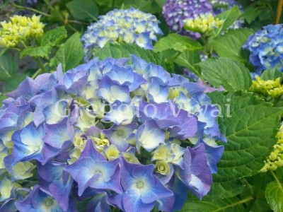 hydrangea_mathylda.jpg