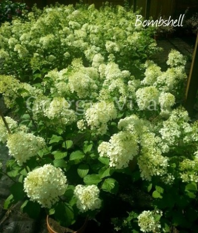 hydrangea_paniculata_bombshell.jpg