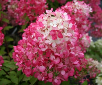 hydrangea_paniculata_diamant_rouge_small.jpg