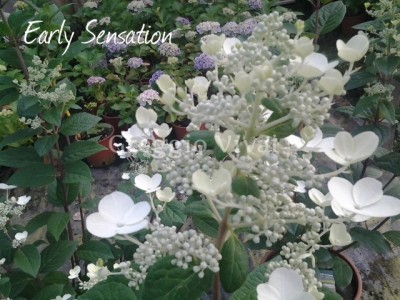 hydrangea_paniculata_early_sensation1.jpg