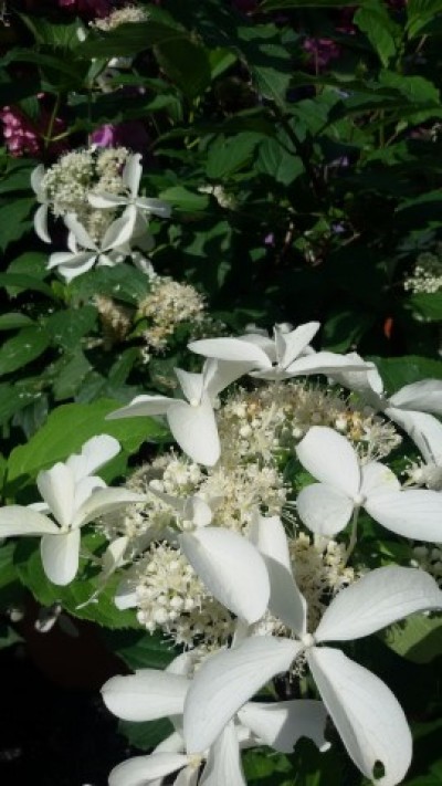 hydrangea_paniculata_great_star_1_small.jpg