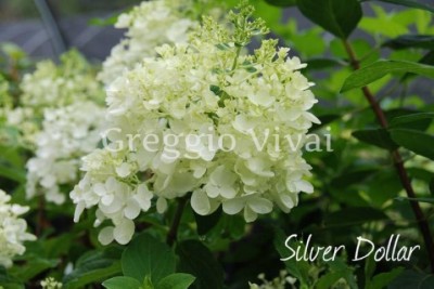 hydrangea_paniculata_silver_dollar.jpg