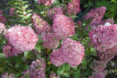 hydrangea_paniculata_sundae_fraise1.jpg