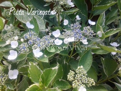 hydrangea_picta_variegata.jpg