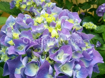 hydrangea_renate_blue.jpg