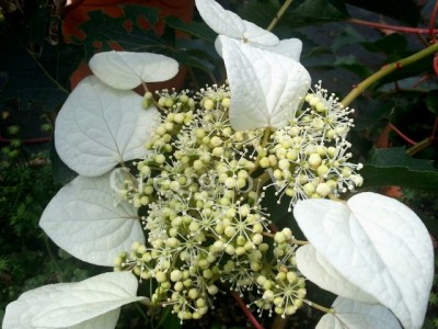 hydrangea_schizopragma.jpg