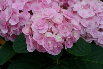 hydrangea_you_me_love.jpg