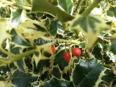 ilex_aquifolium_variegato.jpg