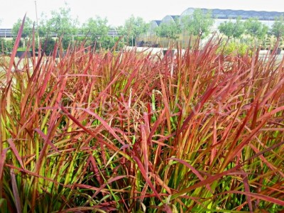 imperata_cilindrica_red_baron1.jpg